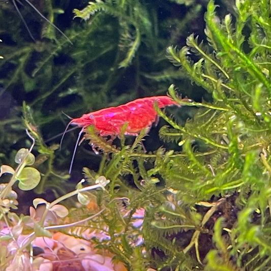 the-fish-farm Shrimp Red Cherry Shrimp - Neocaridina davidi (1-2cm) Buy Red Cherry Shrimp - Neocaridina davidi in Australia from The Fish Farm