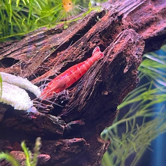 the-fish-farm Shrimp Red Cherry Shrimp - Neocaridina davidi (1-2cm) Buy Red Cherry Shrimp - Neocaridina davidi in Australia from The Fish Farm