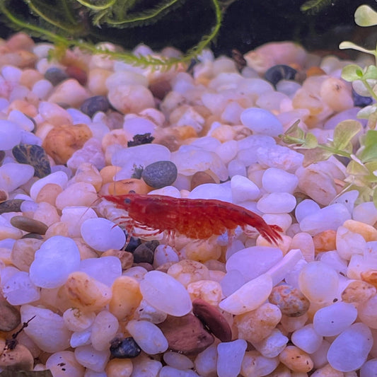 the-fish-farm Shrimp Red Cherry Shrimp - Neocaridina davidi (1-2cm) Buy Red Cherry Shrimp - Neocaridina davidi in Australia from The Fish Farm