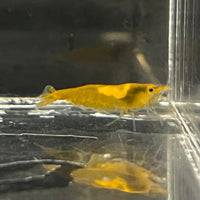 the-fish-farm Shrimp Sunkist Cherry Shrimp - Neocaridina davidi (1-2cm) Sunkist Cherry Shrimp - Neocaridina davidi (1-2cm) for Sale in Australia