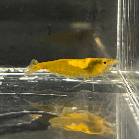 the-fish-farm Shrimp Sunkist Cherry Shrimp - Neocaridina davidi (1-2cm) Sunkist Cherry Shrimp - Neocaridina davidi (1-2cm) for Sale in Australia