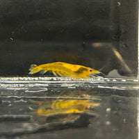 the-fish-farm Shrimp Sunkist Cherry Shrimp - Neocaridina davidi (1-2cm) Sunkist Cherry Shrimp - Neocaridina davidi (1-2cm) for Sale in Australia
