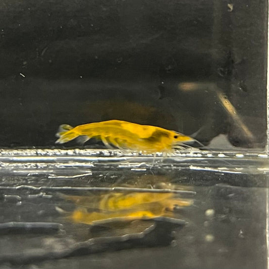 the-fish-farm Shrimp Sunkist Cherry Shrimp - Neocaridina davidi (1-2cm) Sunkist Cherry Shrimp - Neocaridina davidi (1-2cm) for Sale in Australia