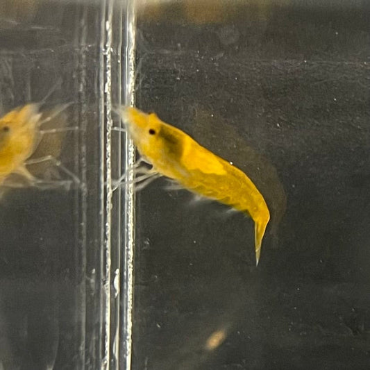 the-fish-farm Shrimp Sunkist Cherry Shrimp - Neocaridina davidi (1-2cm) Sunkist Cherry Shrimp - Neocaridina davidi (1-2cm) for Sale in Australia