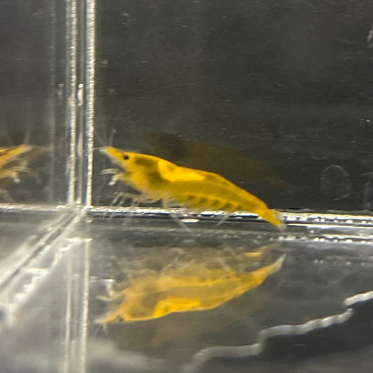 the-fish-farm Shrimp Sunkist Cherry Shrimp - Neocaridina davidi (1-2cm) Sunkist Cherry Shrimp - Neocaridina davidi (1-2cm) for Sale in Australia