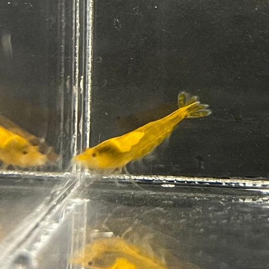 the-fish-farm Shrimp Sunkist Cherry Shrimp - Neocaridina davidi (1-2cm) Sunkist Cherry Shrimp - Neocaridina davidi (1-2cm) for Sale in Australia