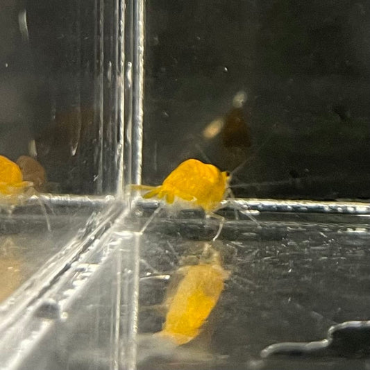 the-fish-farm Shrimp Sunkist Cherry Shrimp - Neocaridina davidi (1-2cm) Sunkist Cherry Shrimp - Neocaridina davidi (1-2cm) for Sale in Australia