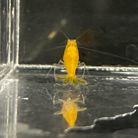 the-fish-farm Shrimp Sunkist Cherry Shrimp - Neocaridina davidi (1-2cm) Sunkist Cherry Shrimp - Neocaridina davidi (1-2cm) for Sale in Australia
