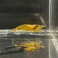 the-fish-farm Shrimp Sunkist Cherry Shrimp - Neocaridina davidi (1-2cm) Sunkist Cherry Shrimp - Neocaridina davidi (1-2cm) for Sale in Australia