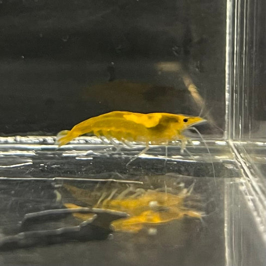 the-fish-farm Shrimp Sunkist Cherry Shrimp - Neocaridina davidi (1-2cm) Sunkist Cherry Shrimp - Neocaridina davidi (1-2cm) for Sale in Australia
