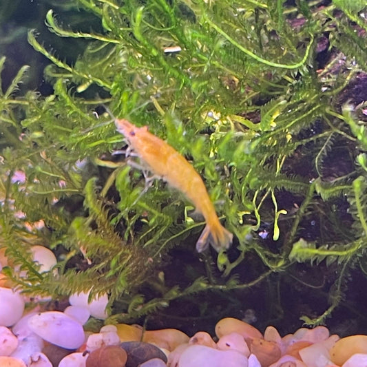 the-fish-farm Shrimp Yellow Cherry Shrimp - Neocaridina davidi (1-2cm) Yellow Cherry Shrimp - Neocaridina davidi (1-2cm) for Sale in Australia