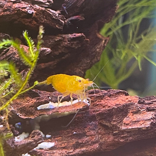 the-fish-farm Shrimp Yellow Cherry Shrimp - Neocaridina davidi (1-2cm) Yellow Cherry Shrimp - Neocaridina davidi (1-2cm) for Sale in Australia