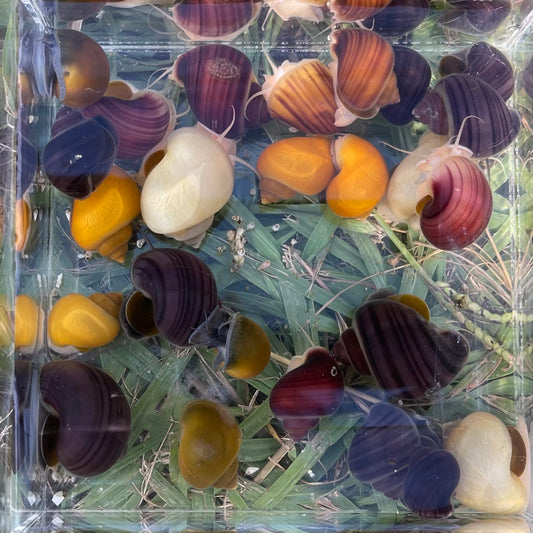 the-fish-farm Snail 8 Mystery Snails - Rainbow Snails Shop for a rainbow of 8 Mystery Snails in Australia from The Fish Farm