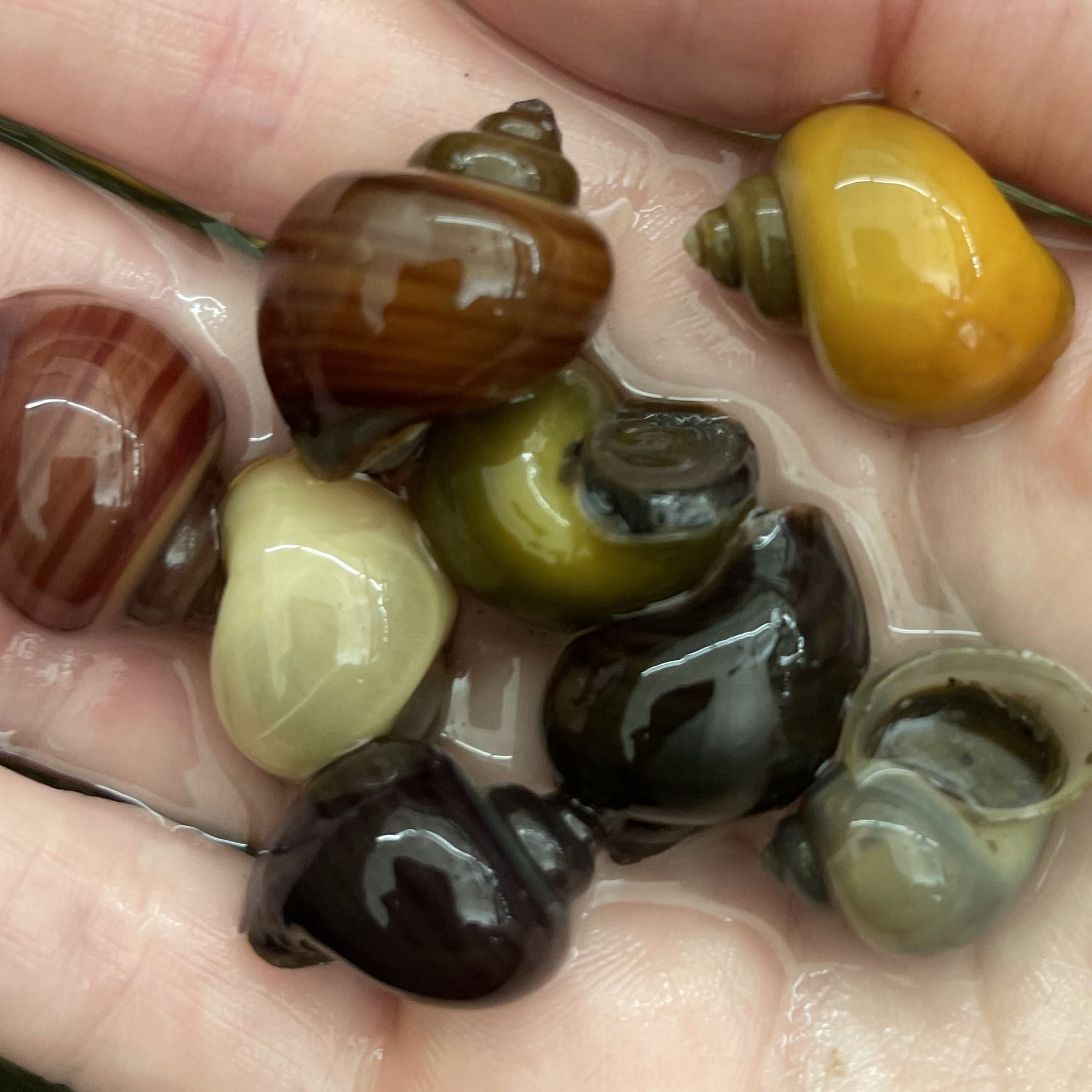 the-fish-farm Snail 8 Mystery Snails - Rainbow Snails Shop for a rainbow of 8 Mystery Snails in Australia from The Fish Farm
