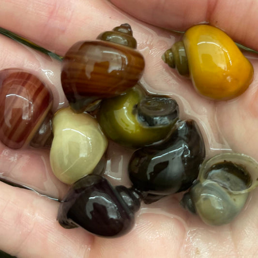 the-fish-farm Snail 8 Mystery Snails - Rainbow Snails Shop for a rainbow of 8 Mystery Snails in Australia from The Fish Farm