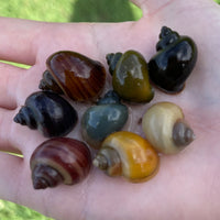 the-fish-farm Snail 8 Mystery Snails - Rainbow Snails Shop for a rainbow of 8 Mystery Snails in Australia from The Fish Farm