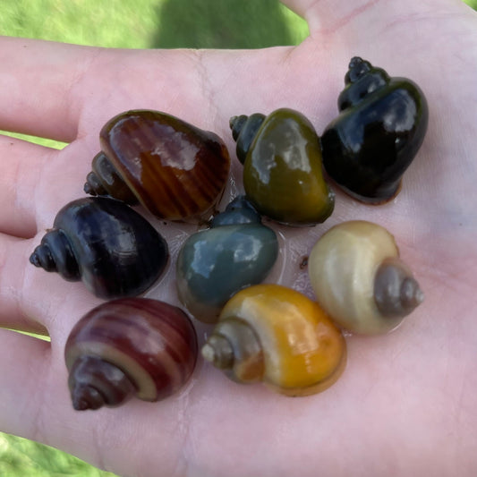 the-fish-farm Snail 8 Mystery Snails - Rainbow Snails Shop for a rainbow of 8 Mystery Snails in Australia from The Fish Farm