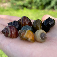 the-fish-farm Snail 8 Mystery Snails - Rainbow Snails Shop for a rainbow of 8 Mystery Snails in Australia from The Fish Farm