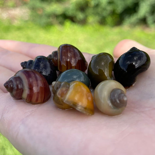 the-fish-farm Snail 8 Mystery Snails - Rainbow Snails Shop for a rainbow of 8 Mystery Snails in Australia from The Fish Farm