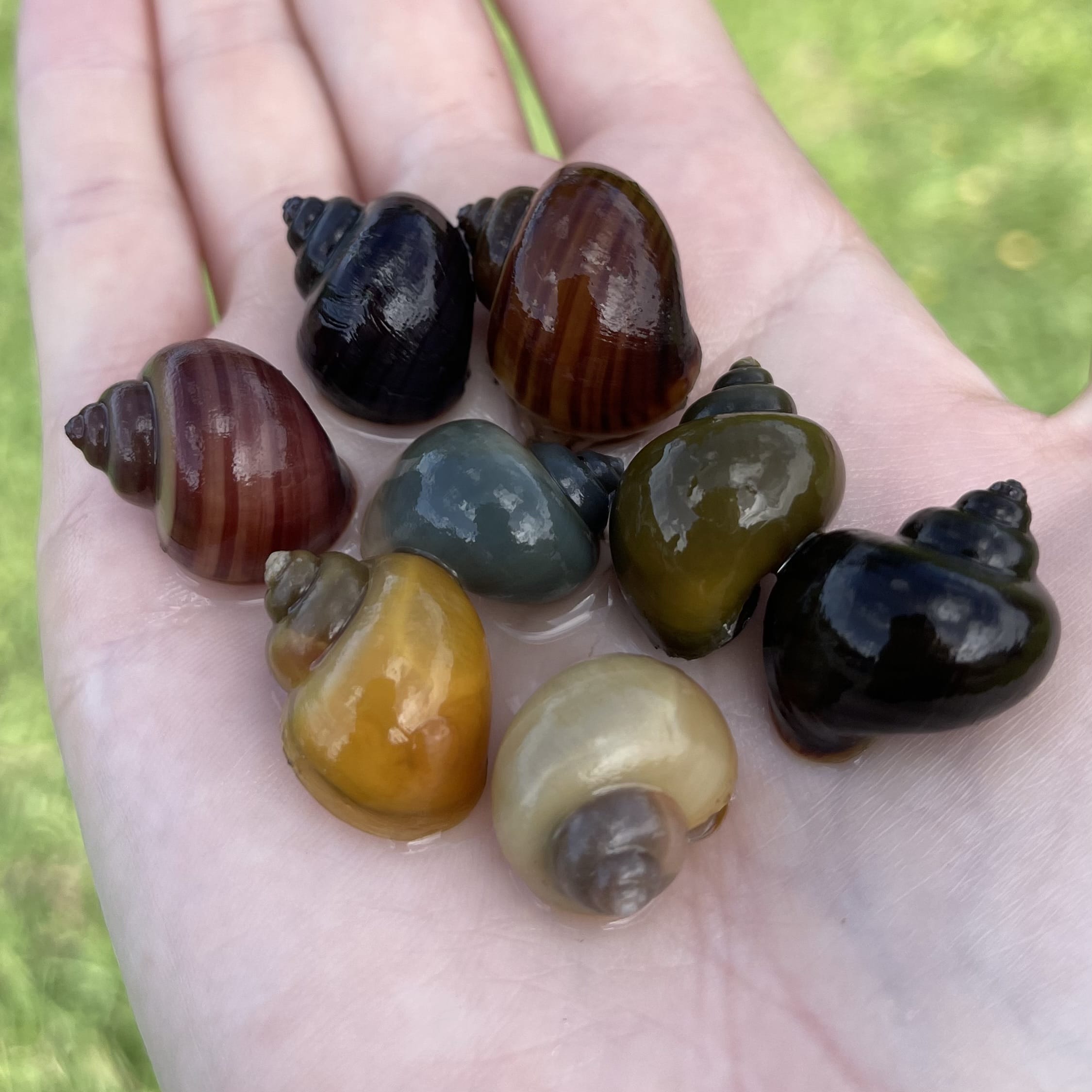 the-fish-farm Snail 8 Mystery Snails - Rainbow Snails Shop for a rainbow of 8 Mystery Snails in Australia from The Fish Farm