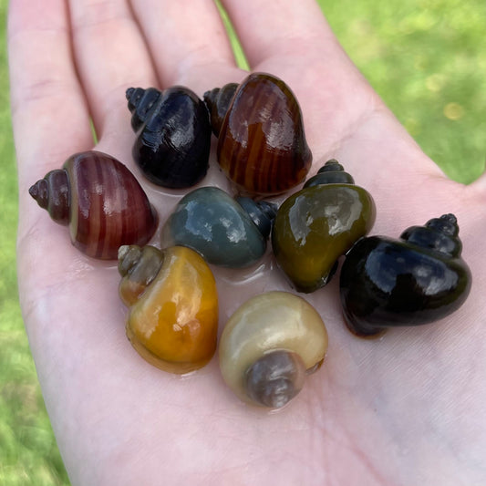 the-fish-farm Snail 8 Mystery Snails - Rainbow Snails Shop for a rainbow of 8 Mystery Snails in Australia from The Fish Farm