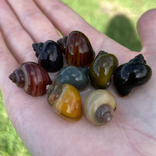 the-fish-farm Snail 8 Mystery Snails - Rainbow Snails Shop for a rainbow of 8 Mystery Snails in Australia from The Fish Farm