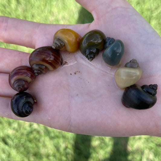 the-fish-farm Snail 8 Mystery Snails - Rainbow Snails Shop for a rainbow of 8 Mystery Snails in Australia from The Fish Farm