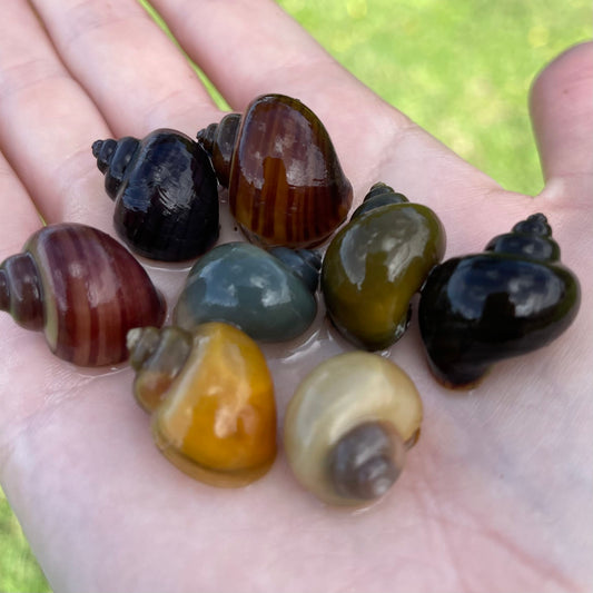 the-fish-farm Snail 8 Mystery Snails - Rainbow Snails Shop for a rainbow of 8 Mystery Snails in Australia from The Fish Farm