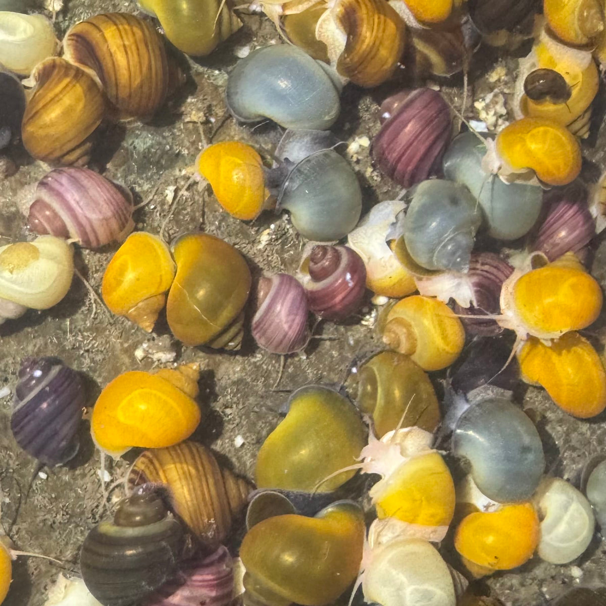 the-fish-farm Snail 8 Mystery Snails - Rainbow Snails Shop for a rainbow of 8 Mystery Snails in Australia from The Fish Farm