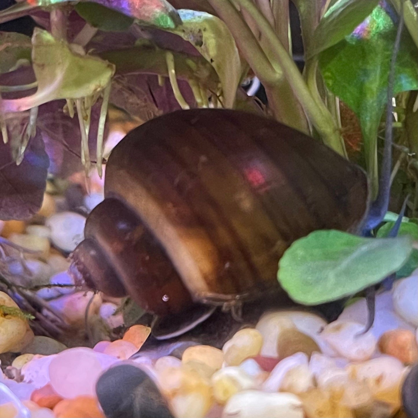 the-fish-farm Snail Black Mystery Snail Buy Black Mystery Snail for your Aquarium - The Fish Farm Australia