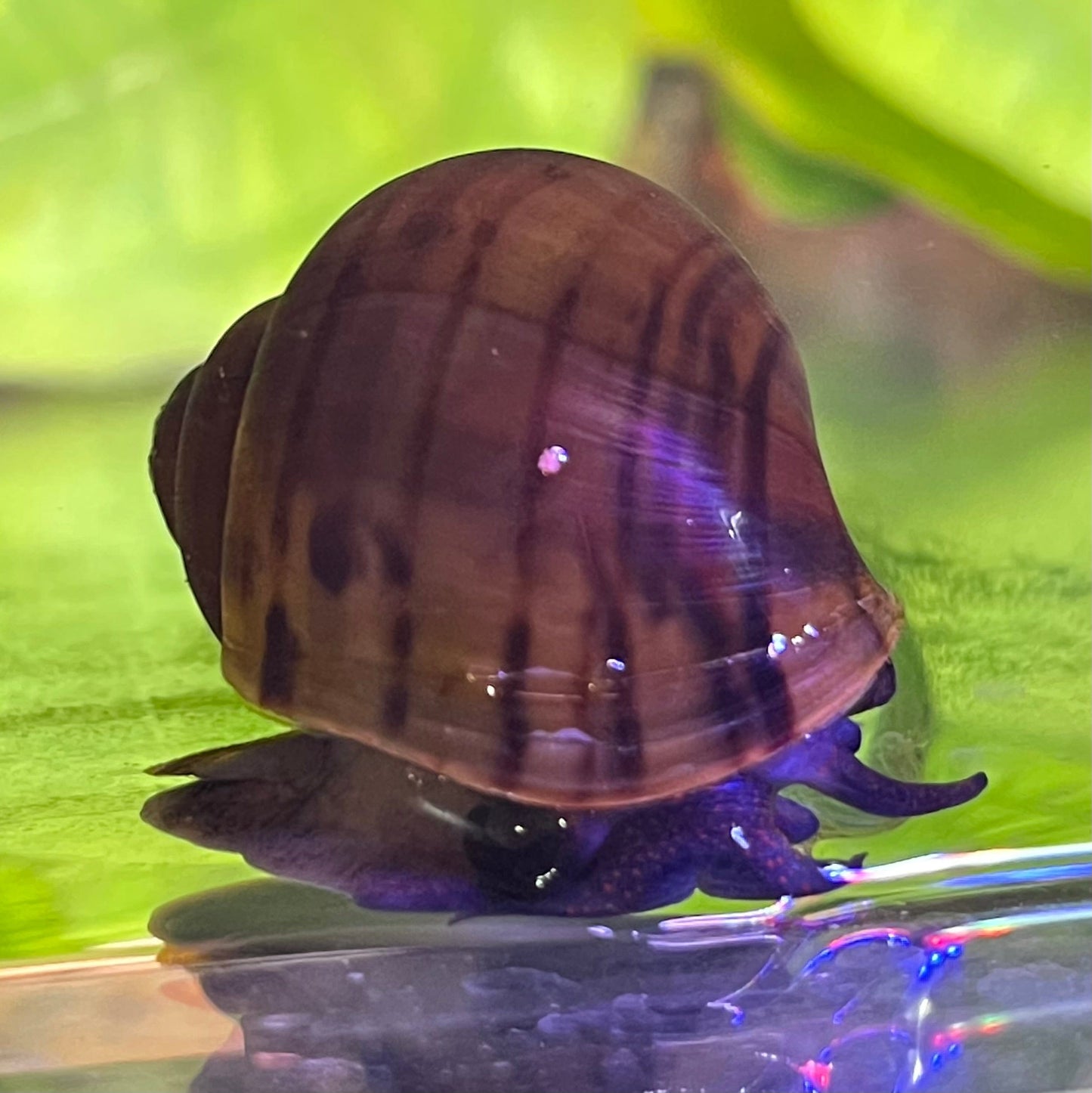 the-fish-farm Snail Black Mystery Snail Buy Black Mystery Snail for your Aquarium - The Fish Farm Australia