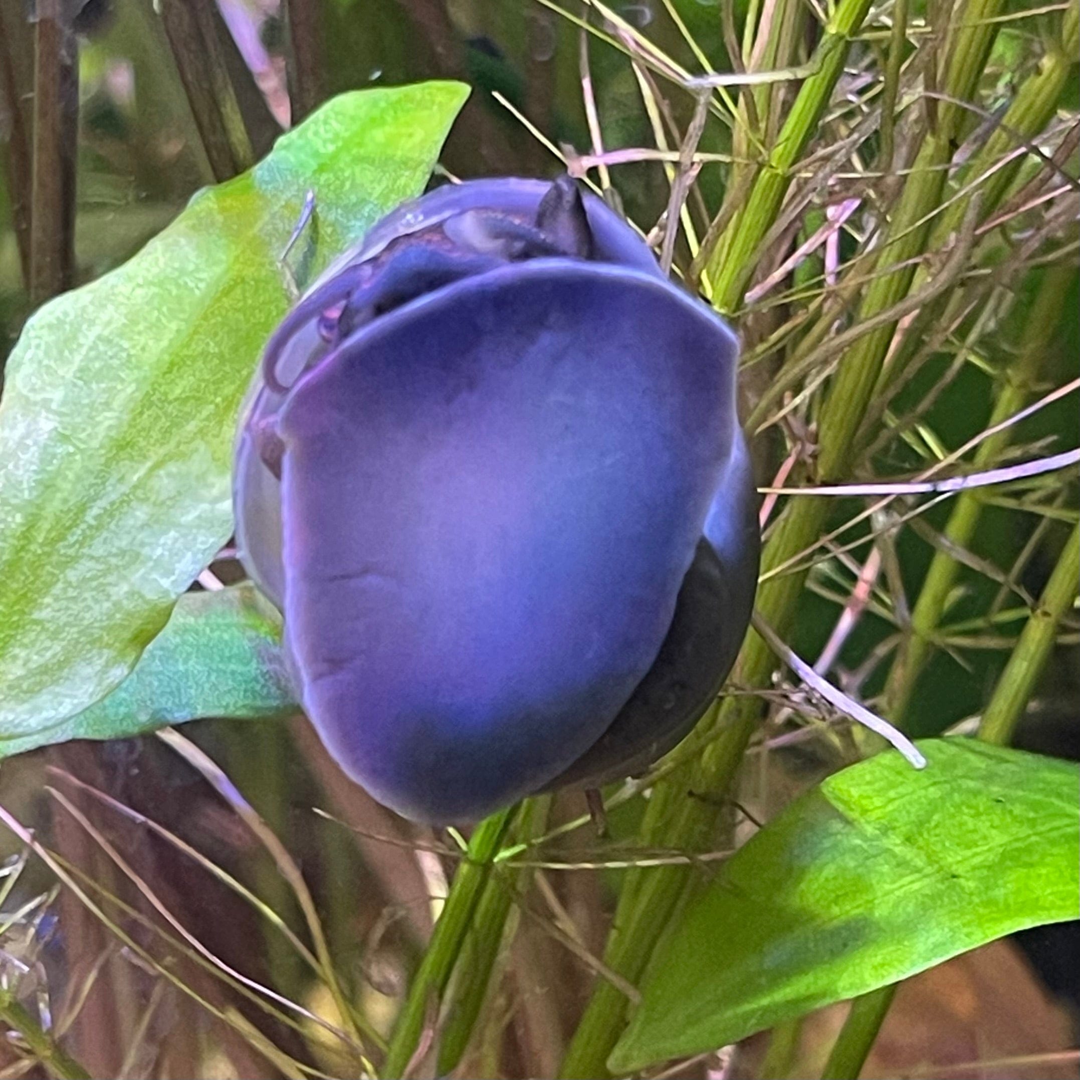 the-fish-farm Snail Blue Mystery Snail Buy Blue Mystery Snails for your Aquarium from The Fish Farm Australia