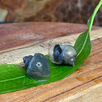 the-fish-farm Snail Blue Mystery Snail Buy Blue Mystery Snails for your Aquarium from The Fish Farm Australia