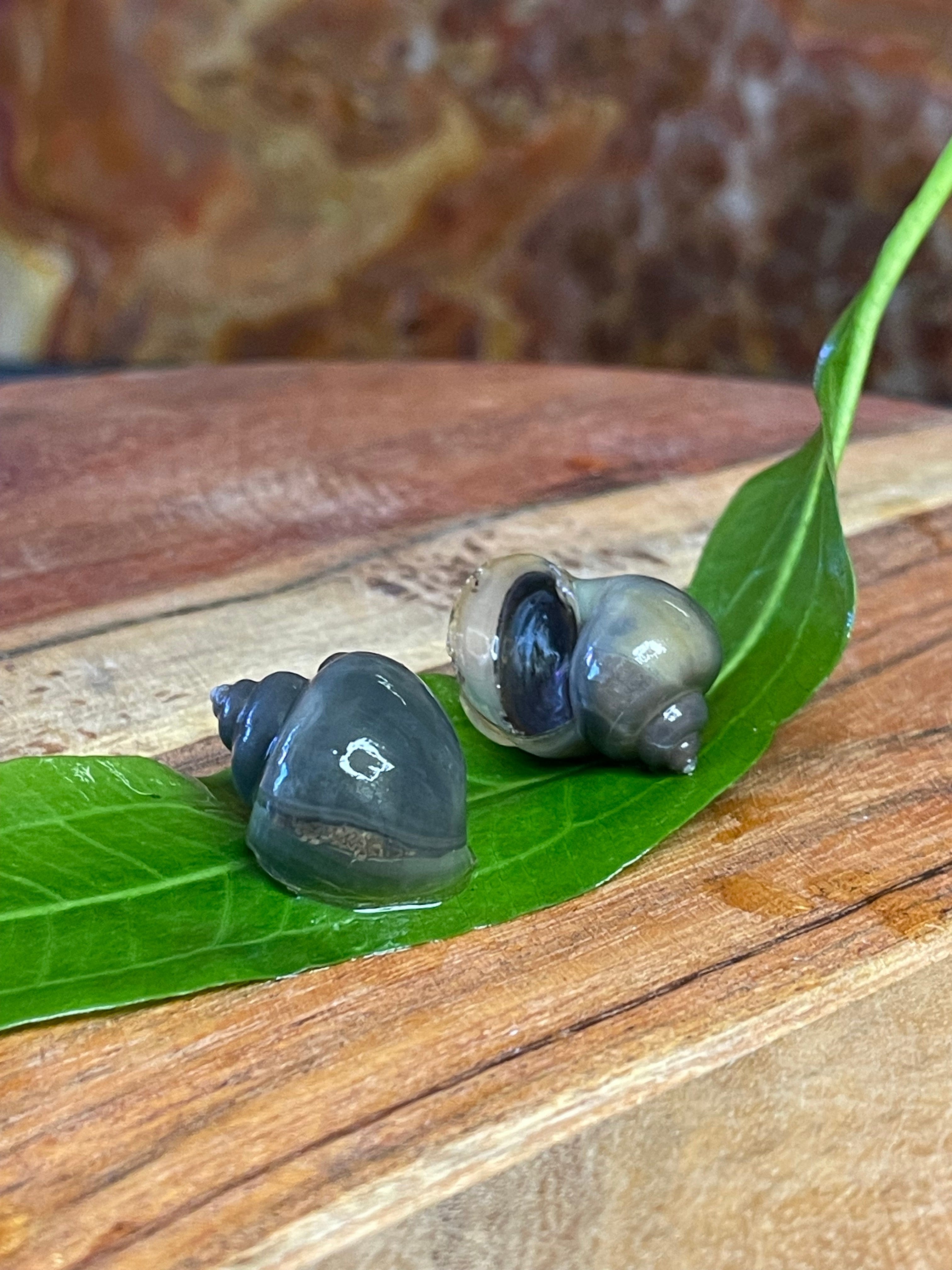 the-fish-farm Snail Blue Mystery Snail Buy Blue Mystery Snails for your Aquarium from The Fish Farm Australia