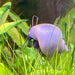 the-fish-farm Snail Blue Mystery Snail Buy Blue Mystery Snails for your Aquarium from The Fish Farm Australia