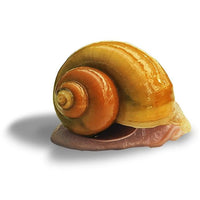 the-fish-farm Snail Gold Mystery Snails Gold Mystery Snails - The Fish Farm