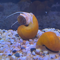 the-fish-farm Snail Gold Mystery Snails Gold Mystery Snails - The Fish Farm