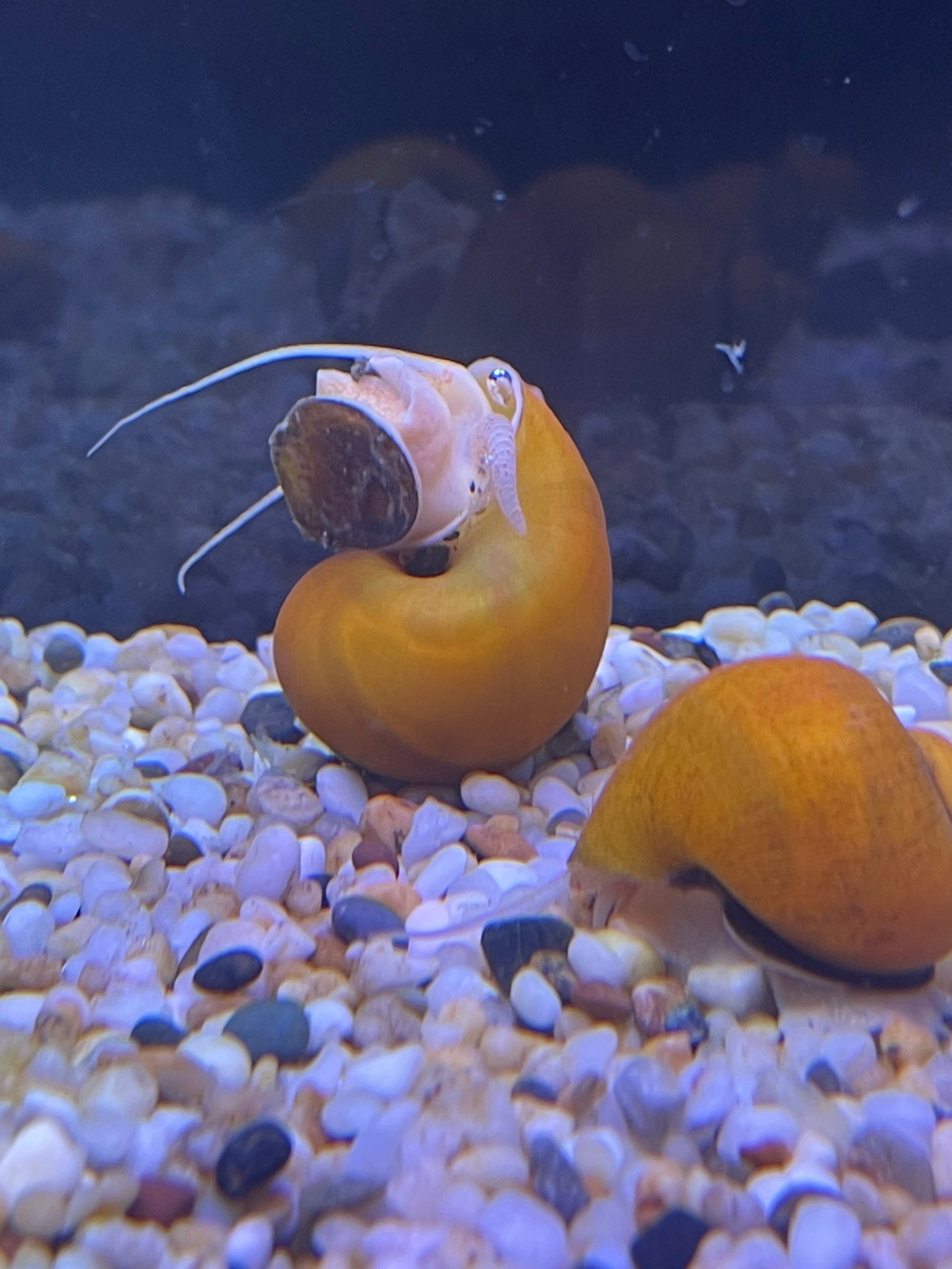 the-fish-farm Snail Gold Mystery Snails Gold Mystery Snails - The Fish Farm