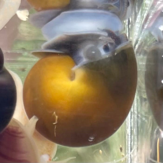 the-fish-farm Snail Green Mystery Snail Buy Green Mystery Snail for your Aquarium - The Fish Farm Australia