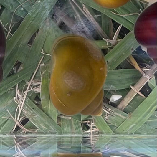 the-fish-farm Snail Green Mystery Snail Buy Green Mystery Snail for your Aquarium - The Fish Farm Australia