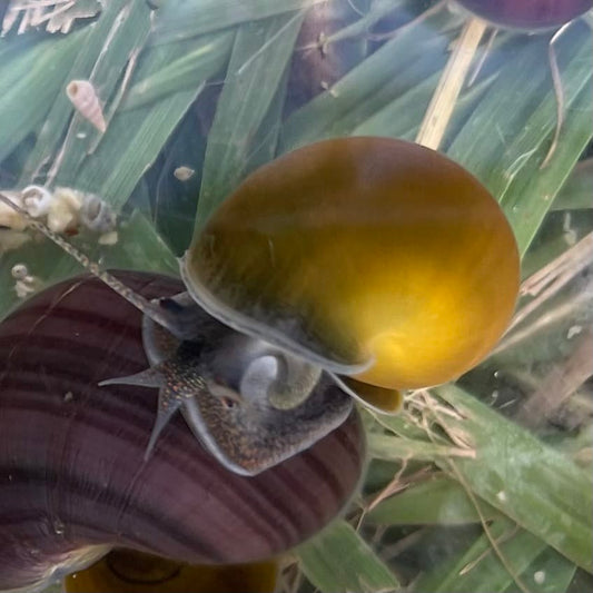 the-fish-farm Snail Green Mystery Snail Buy Green Mystery Snail for your Aquarium - The Fish Farm Australia