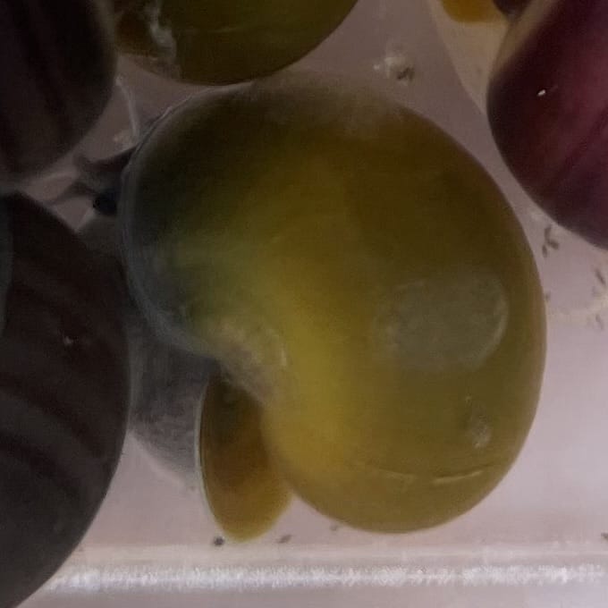 the-fish-farm Snail Green Mystery Snail Buy Green Mystery Snail for your Aquarium - The Fish Farm Australia