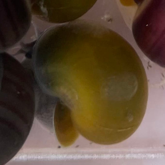 the-fish-farm Snail Green Mystery Snail Buy Green Mystery Snail for your Aquarium - The Fish Farm Australia