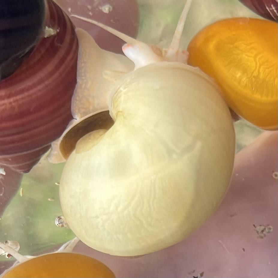 the-fish-farm Snail Ivory Mystery Snail Buy Ivory Mystery Snails from The Fish Farm Australia