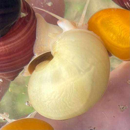 the-fish-farm Snail Ivory Mystery Snail Buy Ivory Mystery Snails from The Fish Farm Australia