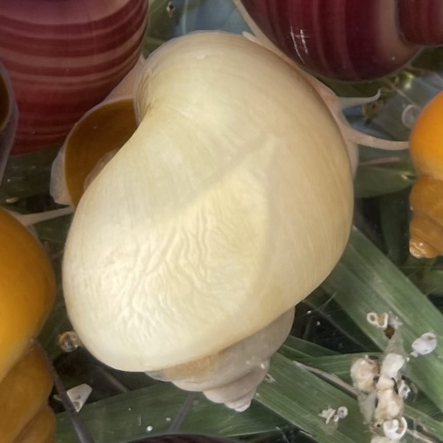 the-fish-farm Snail Ivory Mystery Snail Buy Ivory Mystery Snails from The Fish Farm Australia