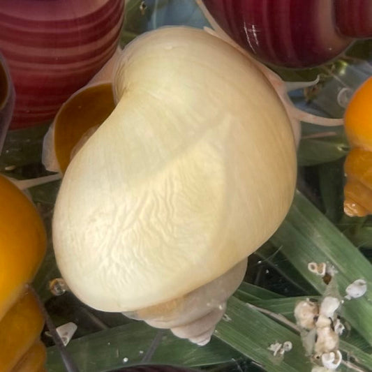 the-fish-farm Snail Ivory Mystery Snail Buy Ivory Mystery Snails from The Fish Farm Australia