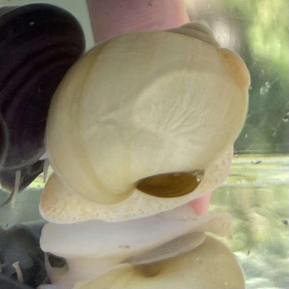 the-fish-farm Snail Ivory Mystery Snail Buy Ivory Mystery Snails from The Fish Farm Australia