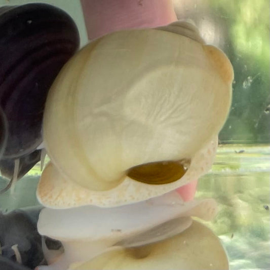 the-fish-farm Snail Ivory Mystery Snail Buy Ivory Mystery Snails from The Fish Farm Australia