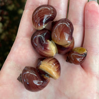 the-fish-farm Snail Magenta Mystery Snail Tortoiseshell Mystery Snails- The Fish Farm